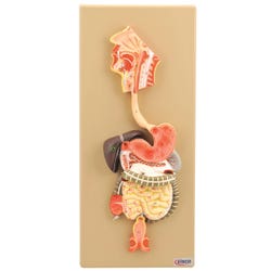 Image for Eisco Digestive System Model, Half-Size, 2-part from School Specialty