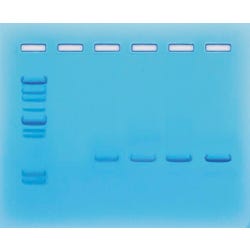 Image for Edvotek PCR Amplification DNA Kit from School Specialty