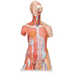 Image for 3B Scientific Deluxe Muscle Torso, Dual Sex, 31-Part from School Specialty