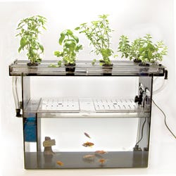 Image for Frey Scientific Classroom Aquaponics Kit from School Specialty