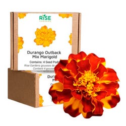 Image for Rise Gardens Outback Durango Marigold, 4 Pack from School Specialty