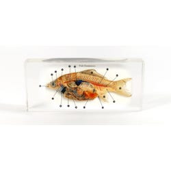 Image for Real Bug Dissection Specimen Block Fish, 10-3/4 x 5-3/4 x 3 Inches from School Specialty
