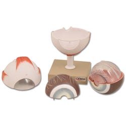 Image for Eisco Human Eye Model - 5x Life Size - 6 Parts from School Specialty