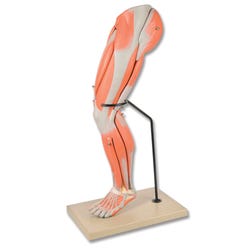 Image for Eisco 9-Part Human Muscular Leg Anatomical Model from School Specialty