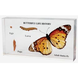 Image for American Scientific Butterfly Life Cycle Specimen Bioplast Model from School Specialty