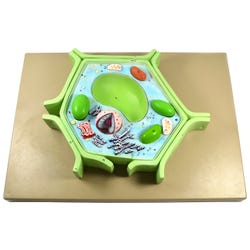 Image for EISCO Model Plant Cell, 4-Part from School Specialty