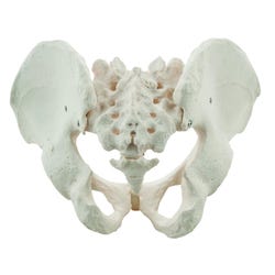 Image for Eisco Human Male Pelvis Model from School Specialty