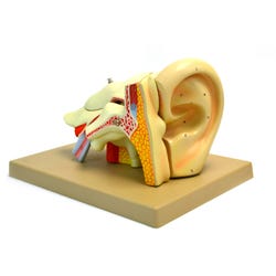 Image for Eisco Human Ear Model - 4x Life Size - 5 Parts from School Specialty