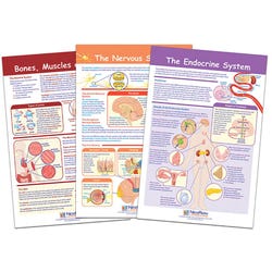 Image for NewPath Learning Bulletin Board Chart Set of 3, Moving and Controlling the Body, Grades 5-8 from School Specialty