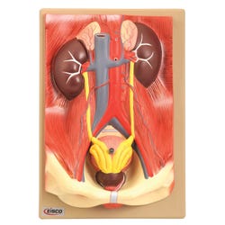 Image for Eisco 3 Part Human Urinary Organs Model, 33 L x 23 W x 11 H cm from School Specialty