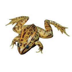Frey Choice Preserved Grass Frogs - Single Injected - 4 4.5 inches - Pail of 50, Item Number 597756