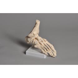 Image for Frey Scientific Mounted Foot Model from School Specialty