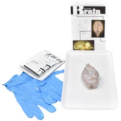 Frey Choice Dissection Kit - Mammalian Brain without Dissection Tools, Item Number 2041245