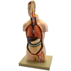 Image for Eisco Labs Youth Torso Model with Head, 1/2 Size, 9 Removable Parts from School Specialty