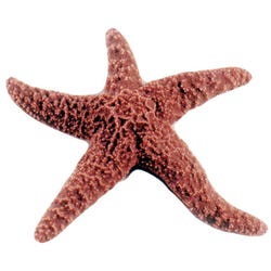 Frey Choice Preserved Starfish - 6 - 8 inches - Pack of 10, Item Number 572510