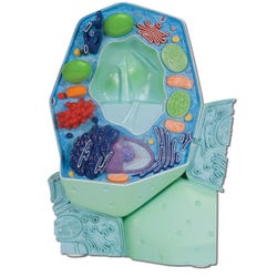 Image for 3B Deluxe Plant Cell Model from School Specialty