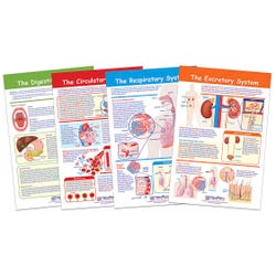 Image for NewPath Learning Bulletin Board Chart Set of 5, Providing Fuel and Transportation, Grades 5-8 from School Specialty