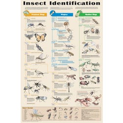 Image for Feenixx Publishing Insect Identification Guide Educational Poster, 24 x 36 Inches from School Specialty