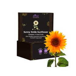 Image for Rise Gardens Sunny Smile Sunflower, 4 Pack from School Specialty