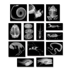 Image for Roylco Animal X-Rays, 8 x 10 Inches, Set of 14 from School Specialty