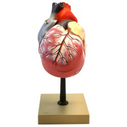 Image for Eisco Human Heart Model - 3 Parts from School Specialty