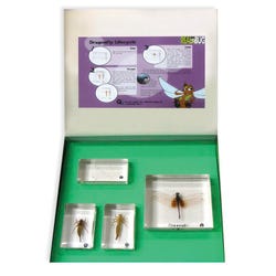 Image for Real Bug Dragonfly Life Cycle Specimen Blocks, Set of 4 with Storage Box from School Specialty