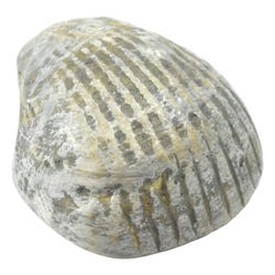 Image for EISCO Bivalve Fossil Replica from School Specialty