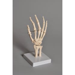 Image for Frey Scientific Mounted Hand Model from School Specialty