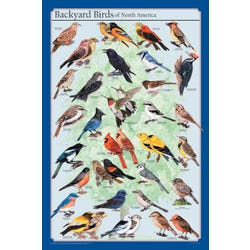 Image for Feenixx Publishing Backyard Birds of North America Poster, 24 x 36 Inches from School Specialty