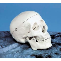 Frey Scientific Life Sized Adult Skull Model 465848